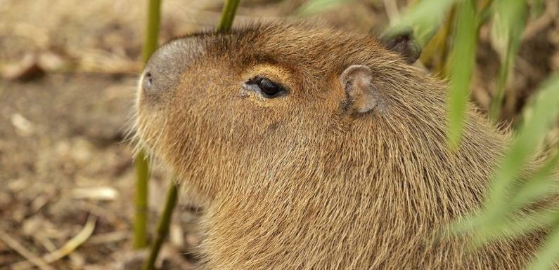 Nord: Une « marmotte géante » se balade en liberté dans la région