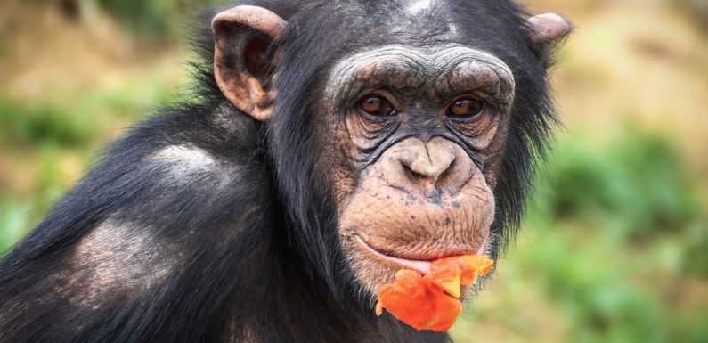 Loire: Un soigneur gravement mordu par un chimpanzé dans un parc animalier