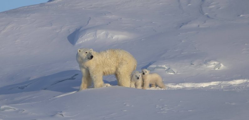 Jour du dépassement: Hélico, quad, 4×4 dans le désert… Ces clips qui ont fait péter leur empreinte carbone