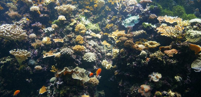 Australie: L’autorité de la Grande barrière de corail veut des mesures contre le changement climatique