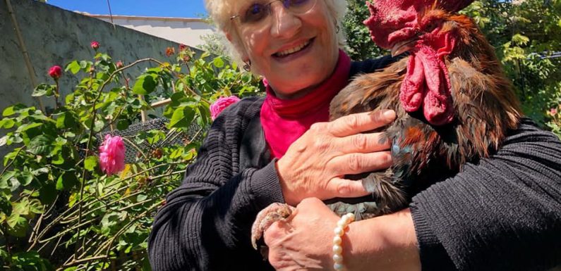 Ile d’Oléron: De la Nouvelle-Zélande aux Etats-Unis, le procès du chant du coq Maurice résonne à travers le monde
