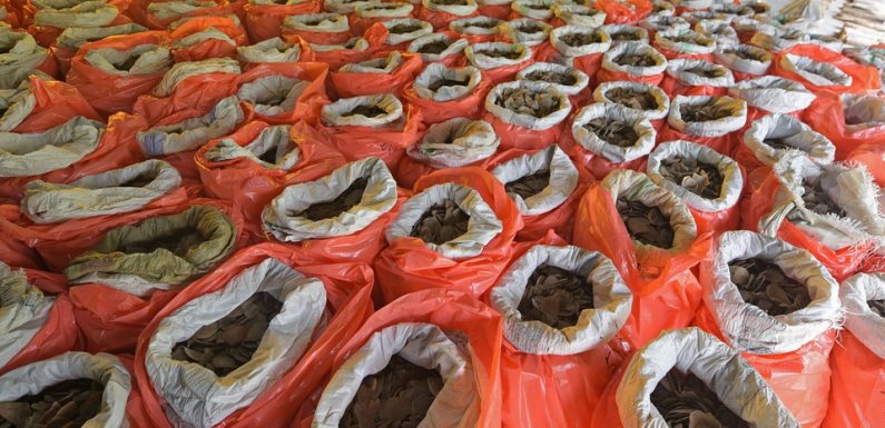 Singapour: Douze tonnes d’écailles de pangolin et neuf tonnes de défenses d’éléphant saisies