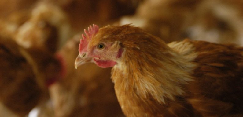 Nord: Les animaux des élevages souffrent aussi (surtout) de la chaleur