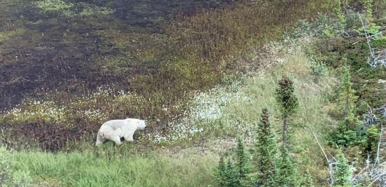 Chasse à l’homme au Canada: La police déplace ses recherches suite à un renseignement