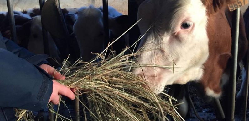 Sécheresse: «Il faut vraiment avoir la foi pour être éleveur aujourd&rsquo;hui»