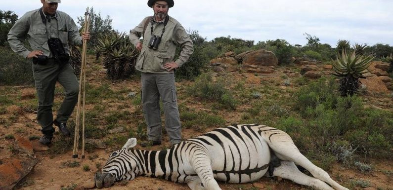 Comment s’organise la «traque» des adeptes de safari-chasse sur les réseaux sociaux?