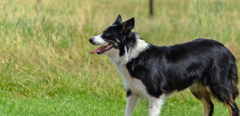Etats-Unis: Décès de Chaser, le chien qui connaissait plus de 1.000 mots