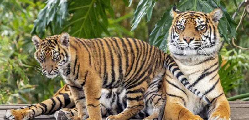 Inde: La population de tigres sauvages en hausse de 30% en quatre ans