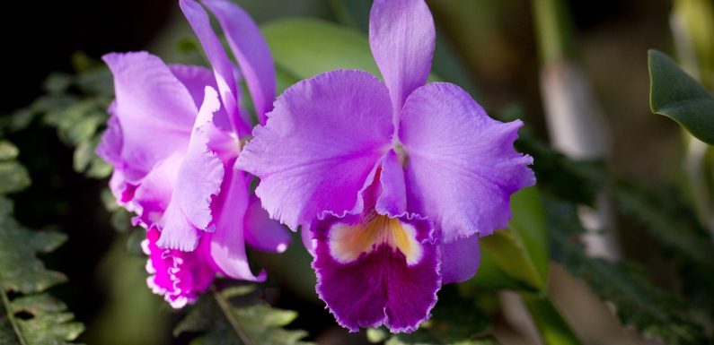 Autriche: elle échappe à son ravisseur en le complimentant sur ses orchidées