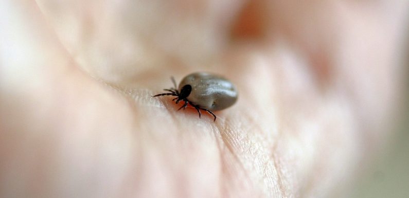 VIDEO. Maladie de Lyme: Le nombre de nouveaux cas a connu une «augmentation significative» en 2018