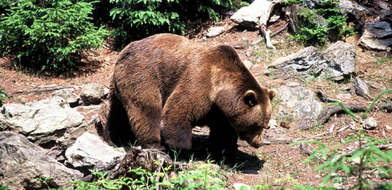 Ariège: Après la chute mortelle de 61 brebis, l’ours en cause va être effarouché