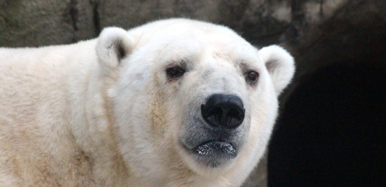 Les infos immanquables du jour: Un bestiaire au tribunal, les bons plans de l’été et l’équipe néerlandaise
