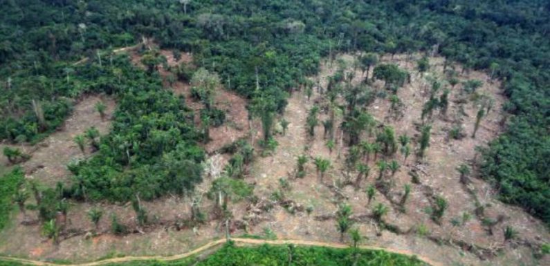 Amazonie: La déforestation a augmenté de 88% en un an au Brésil