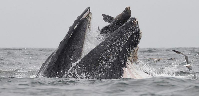 Un lion de mer happé par une baleine à bosse, un photographe réussit à capturer cette scène inédite