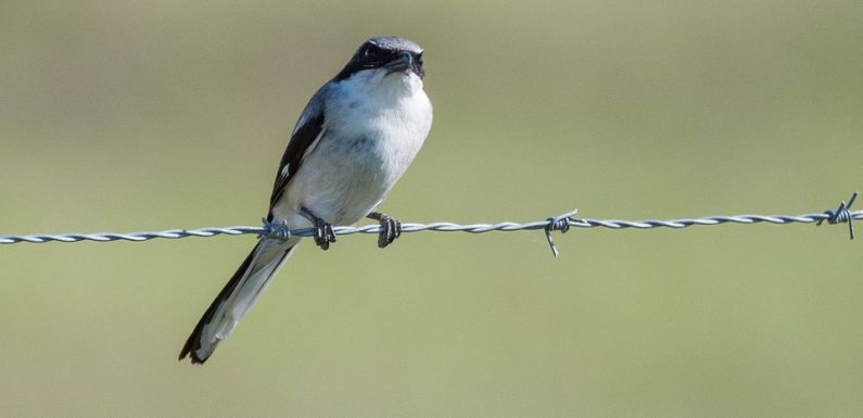 Hérault: Une espèce d’oiseau en voie de disparition, une première au 21e siècle