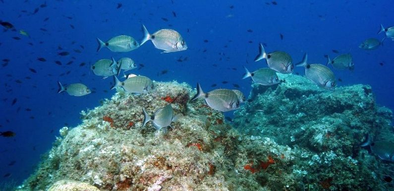 Les infos immanquables du jour: Les scientifiques et la Méditerranée, les amours d’été et l’assurance de sa voiture