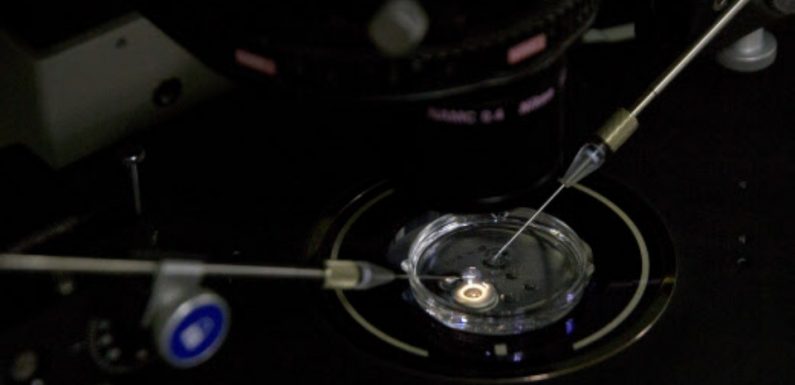 Japon: Bientôt des embryons animaux-humains pour la recherche médicale
