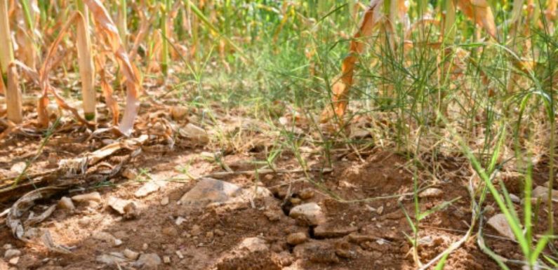 Sécheresse: Plus de quarante ans de stress hydrique en France