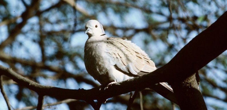 Oiseaux: L’UE lance un avertissement à la France sur les méthodes de chasse illégales