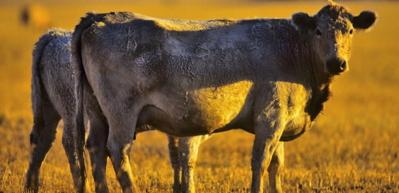 Bœuf aux hormones, barrière à un passage à niveau… Attention aux intox de la semaine