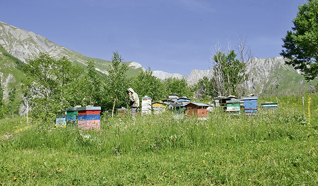 5 conseils pour protéger les abeilles chez vous