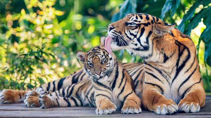 En Inde, le nombre de tigres sauvages a augmenté de 30 % en quatre ans