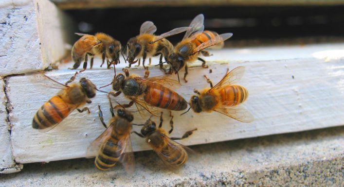 La récolte française de miel va être « catastrophique », car les abeilles meurent de faim