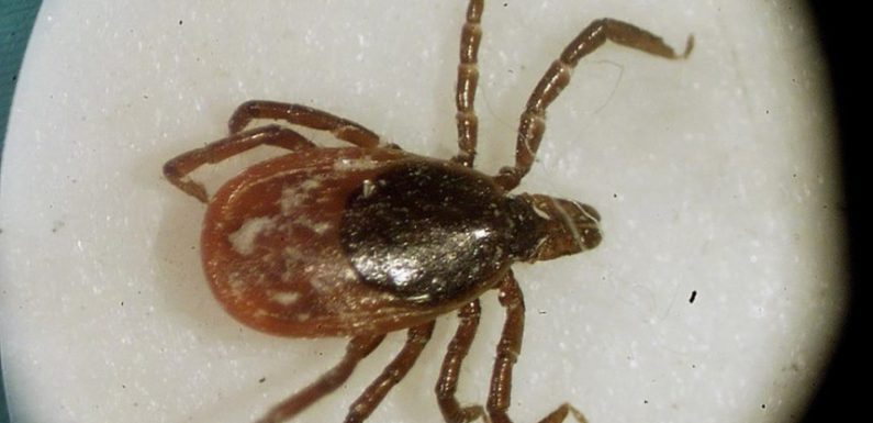 Les tiques porteuses de la maladie de Lyme se répandent dans tout le pays