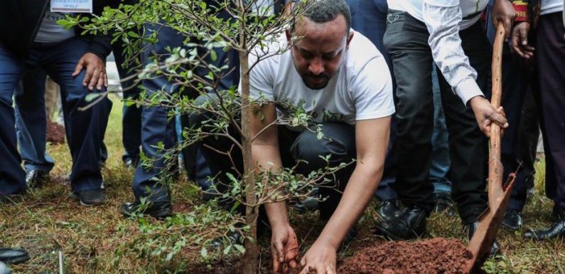 L’Éthiopie annonce avoir planté 353 millions d’arbres en 12 heures