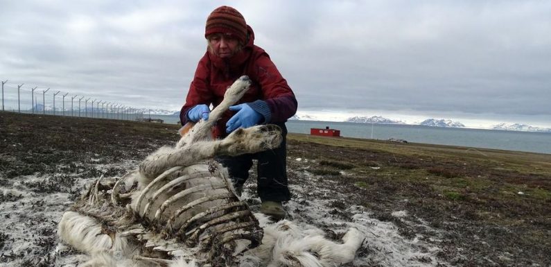 Arctique : 200 rennes morts de faim, le réchauffement climatique pointé du doigt