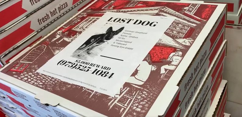 Une pizzeria du New-Jersey propose de retrouver les animaux perdus en mettant leur photo sur les boites de pizza !