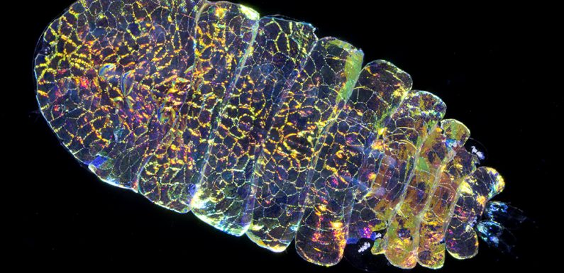 The most beautiful animal you’ve never seen
