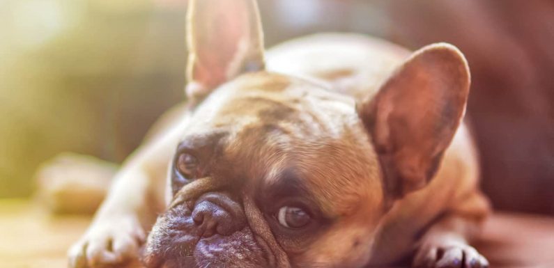 Air France interdit plusieurs races de chiens sur ses vols après le décès d’un bouledogue
