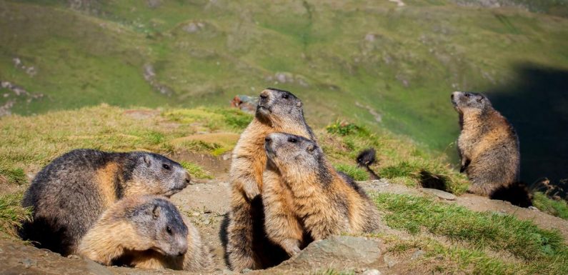 Meurtre, domination et adultère: la vie secrète des marmottes