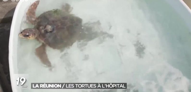 Les tortues marines victimes de la pollution humaine