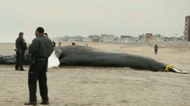 Une cinquantaine de baleines pilotes meurent échouées sur une plage en Islande