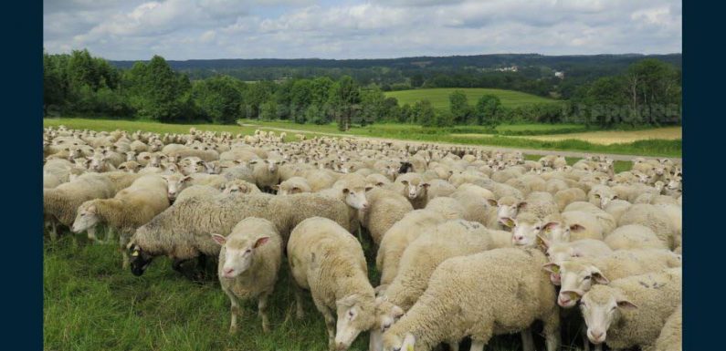 JURA Sévices sexuels sur un mouton: 12 mois de prison