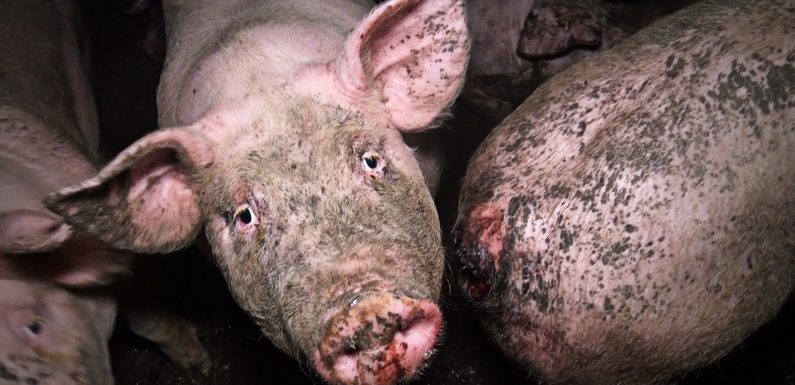 Cochons morts de chaud : l’asso lyonnaise L214 dénonce l’élevage porcin