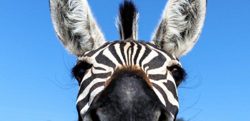 Five animals that could help us beat human diseases