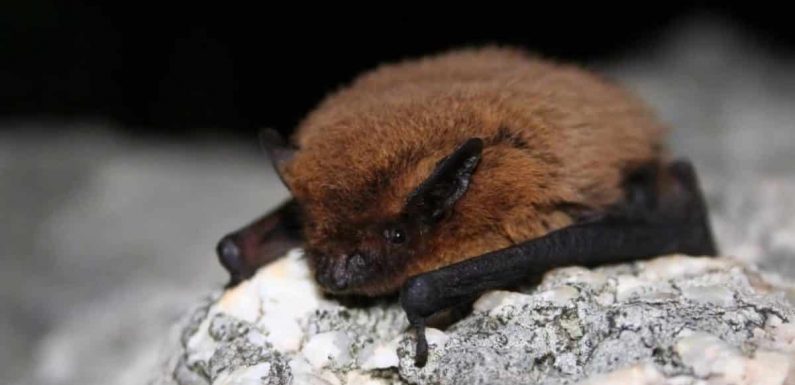 Contre les moustiques, adoptez des chauves-souris