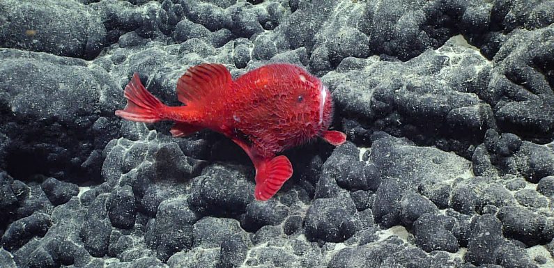 This Fish Can Hold Its Breath
