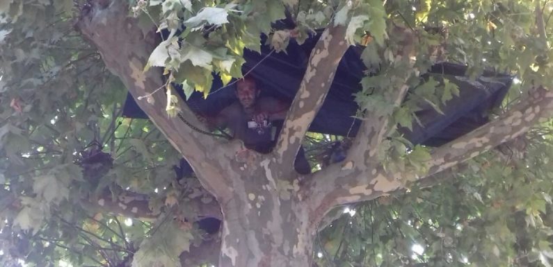 Gers : il grimpe dans un platane pour s’opposer à l’abattage d’arbres sur un chantier à Condom