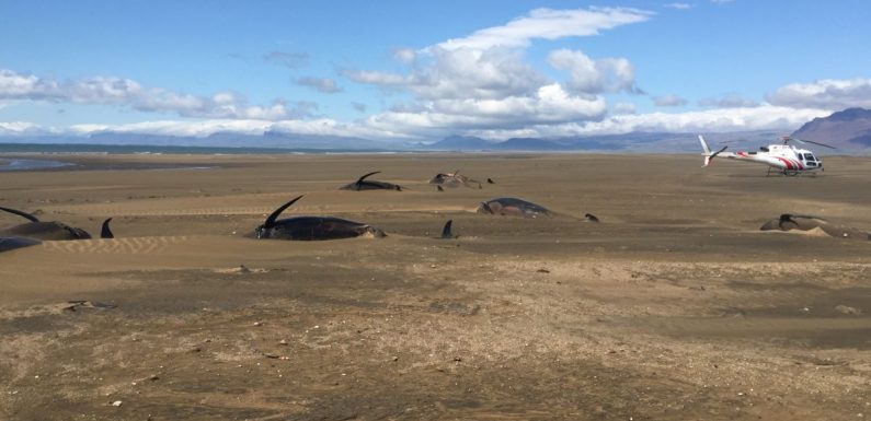 Islande: une cinquantaine de baleines pilotes meurent échouées sur une plage