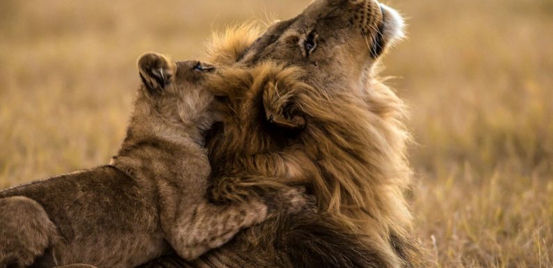 Autrefois chassés, les lions prospèrent à nouveau dans la réserve de Selinda