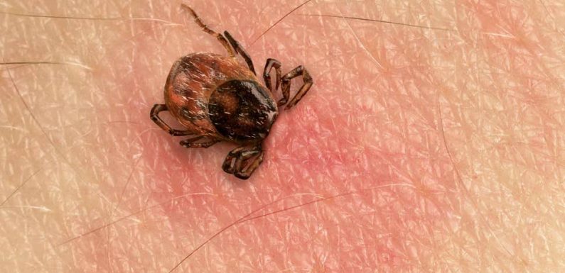What is Lyme disease, what are the symptoms and how can it be treated?
