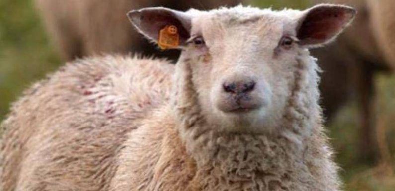 Aube: les animaux d’une ferme pédagogique massacrés par des inconnus