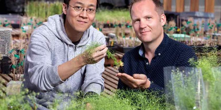 Des scientifiques transforment des plantes pour qu’elles absorbent plus de CO2