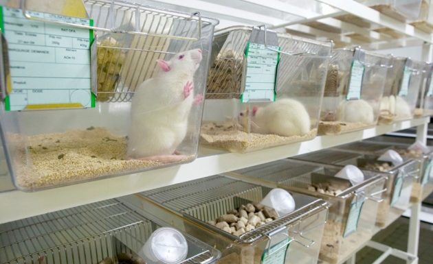Des scientifiques nippons ont le droit d’élever des hybrides homme-animal