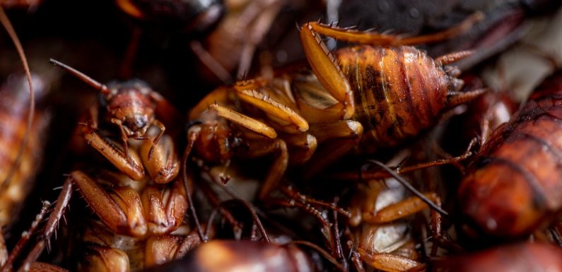 À force d’essayer de tuer les cafards, nous sommes en train de les rendre invincibles