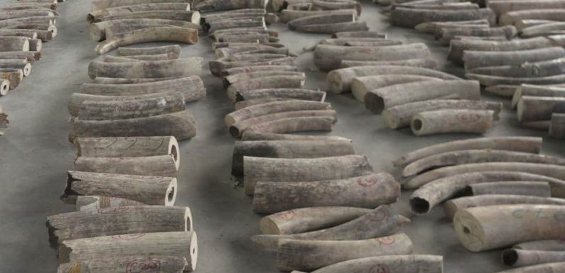 Nine tonnes of elephant tusks and 12 tonnes of pangolin scales seized in Singapore
